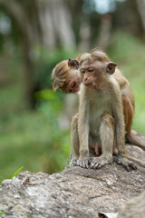 Monkey searching bugs in his partner