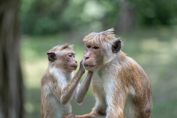 Monkey searching bugs in his partner