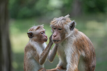 Monkey searching bugs in his partner