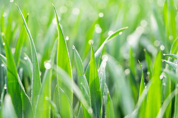 Fresh green grass with dew drops . Nature background. 