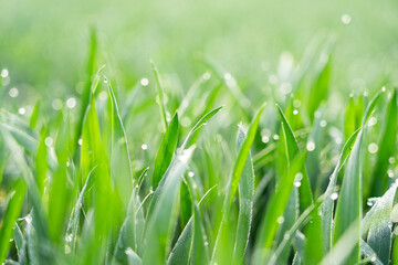 Fresh green grass with dew drops . Nature background. 