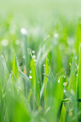 Fresh green grass with dew drops . Nature background. 