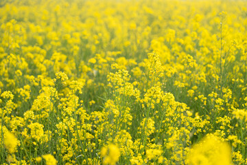 Blossoms rape field in spring