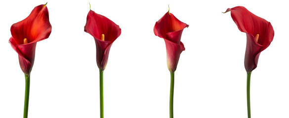 red calla lilies isolated on white background