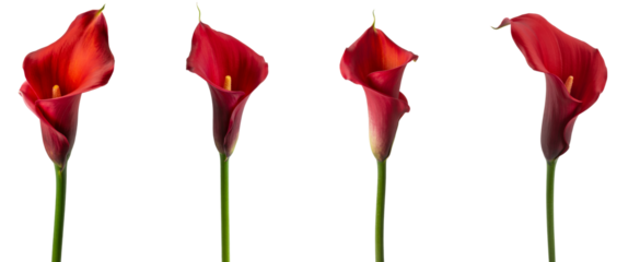 red calla lilies isolated on white background