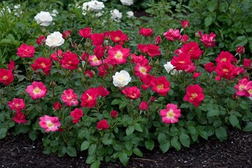 Vibrant Red and White Roses Bush Blooming in Garden
