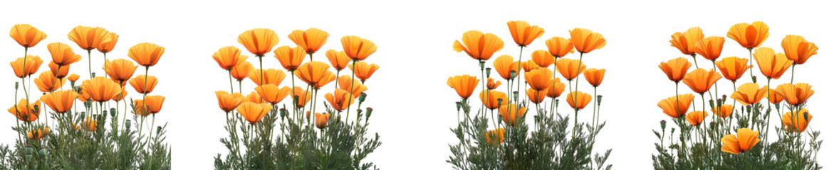 California Poppies in Transparent Background Vivid Orange Floral Grouping with Green Stems