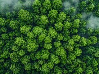 Naklejka premium Breathtaking Aerial View of Lush Green Forest Canopy with Sunlight Filtering Through Leaves Creating a Tranquil and Inviting Natural Environment