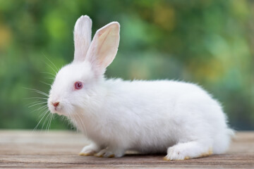 Obraz premium Bunny easter fluffy rabbit eating food, vegetables, carrots, baby corn on green garden nature flowers background on sunny day, Lovely mammal with bright eyes in nature life. Symbol of easter day.