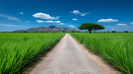Fototapeta premium rice paddy road