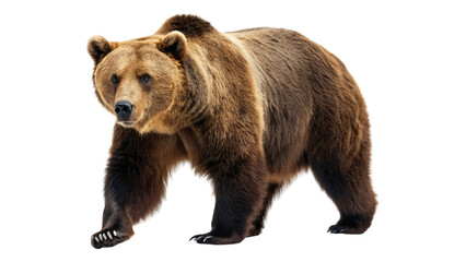 Fototapeta premium Single big brown bear walking isolated on white background. Suitable for marketing or business purposes. PNG file