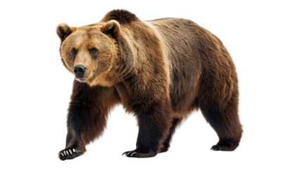 Single big brown bear walking isolated on white background. Suitable for marketing or business purposes. PNG file