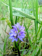 violet flower in the garden