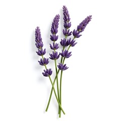 Naklejka premium lavender flowers isolated on white background