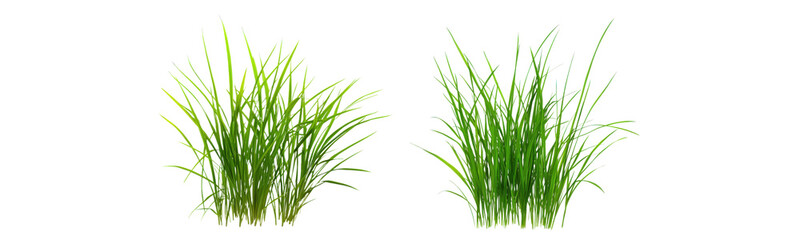 chives on transparent background, isolated vector illustration