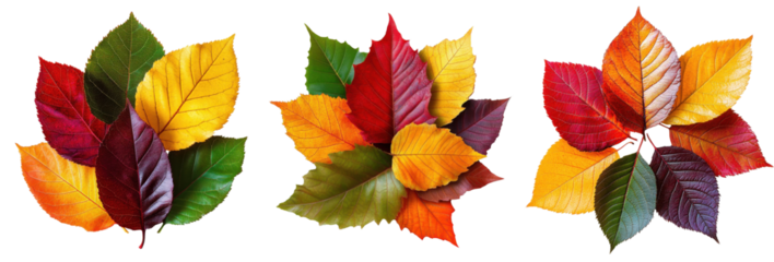 autumn leaves set isolated on white background