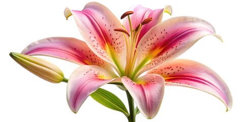 Naklejka premium Low Light Lily Closeup Photography - Macro Flower Night Bloom Image