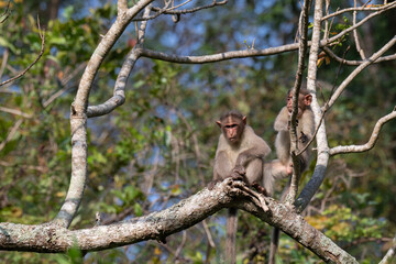 A beautiful portrait of monkey with tree  and blurred background.