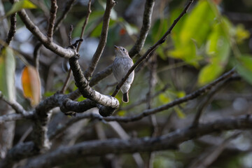 A small Asian brown flycatcher perches delicately on a weathered, lichen covered branch and the background is blurred with branches and green leaves.