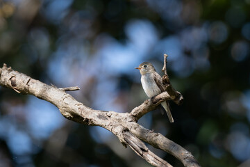 A small Asian brown flycatcher perches delicately on a weathered, lichen covered branch and the background is blurred bokeh with blue and dark in color.