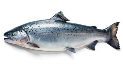 Naklejka premium Sleek Salmon, Bokeh Background: High-Resolution Photo of Fresh Fish