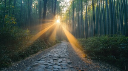 Fototapeta premium Sunbeams Path Through Bamboo Forest