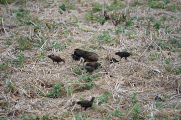 A mother hen foraging with her chicks in a dry field covered with straw, showcasing the natural lifestyle and close family bond of rural poultry