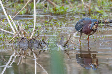 Green heron wading in a shallow pond with a fish in its beak.