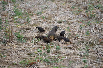 A mother hen foraging with her chicks in a dry field covered with straw, showcasing the natural lifestyle and close family bond of rural poultry