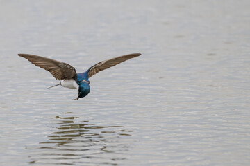 Tree swallow flying over a lake hunting for insects.