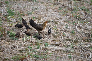 A mother hen foraging with her chicks in a dry field covered with straw, showcasing the natural lifestyle and close family bond of rural poultry