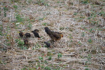 A mother hen foraging with her chicks in a dry field covered with straw, showcasing the natural lifestyle and close family bond of rural poultry