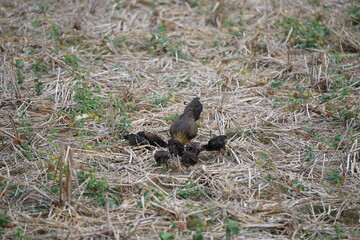 A mother hen foraging with her chicks in a dry field covered with straw, showcasing the natural lifestyle and close family bond of rural poultry