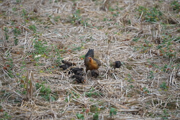 A mother hen foraging with her chicks in a dry field covered with straw, showcasing the natural lifestyle and close family bond of rural poultry