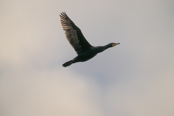 Double-crested cormorant in flight.