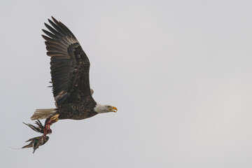 Bald eagle in flight with a carcass in its talons.