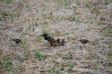 A mother hen foraging with her chicks in a dry field covered with straw, showcasing the natural lifestyle and close family bond of rural poultry