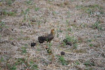 A mother hen foraging with her chicks in a dry field covered with straw, showcasing the natural lifestyle and close family bond of rural poultry
