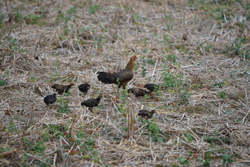 A mother hen foraging with her chicks in a dry field covered with straw, showcasing the natural lifestyle and close family bond of rural poultry