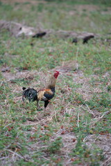 A colorful wild rooster stands proudly in a grassy field with its long elegant tail, while a hen pecks the ground nearby