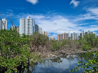 Degraded mangrove surrounded by residential buildings