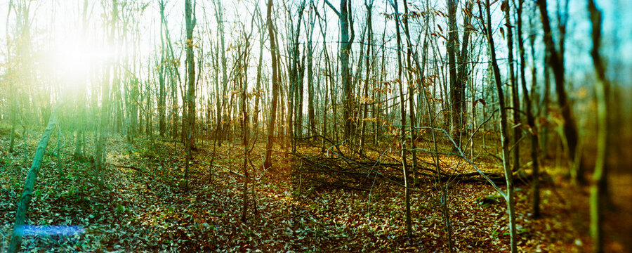 Panoramic forest, Pocono Mountains, Pennsylvania, USA.