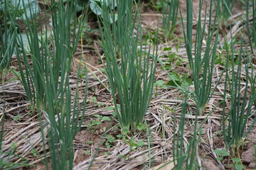 Obraz premium Green onions growing neatly in a vegetable bed, surrounded by dry straw that helps retain soil moisture