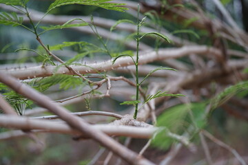 A young Cha-om (Acacia Pennata) sprout emerges with fresh green leaves among thorny branches,
