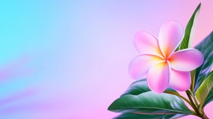 Fototapeta premium Delicate Pink Plumeria Blossom on Pastel Background