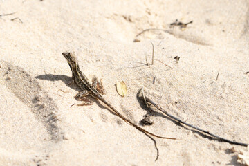 Pondichéry Fan-throated Lizard or Sitana ponticeriana agamid lizard on sand in Yala National Park