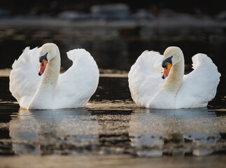 A pair of Mute Swans on an icy lake
