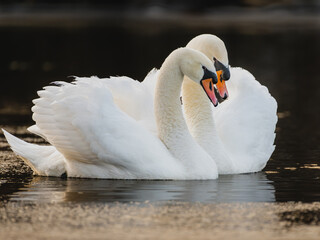 Naklejka premium A pair of Mute Swans on an icy lake