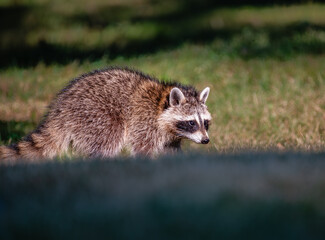Portrait of a Raccoon
