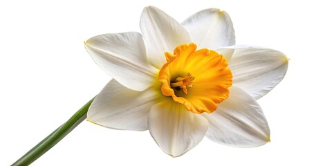 Fototapeta premium Vintage White Daffodil, Blooming Flower, Side View, Yellow Center, Herbaceous Plant, Bulbiferous Geophyte, Botanical Photography